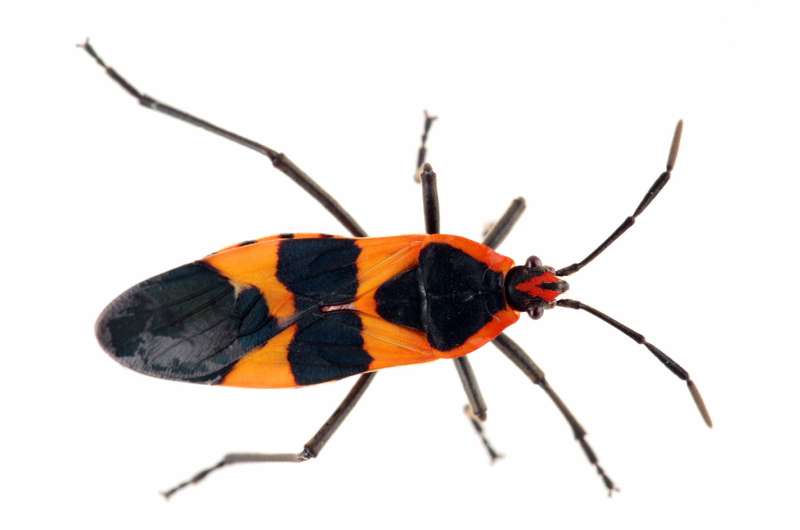 The milkweed bug's orange wings and DNA: How insects' diets are revealed by the genome