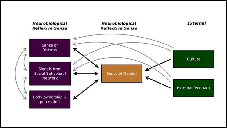 The neurobiological basis of gender dysphoria