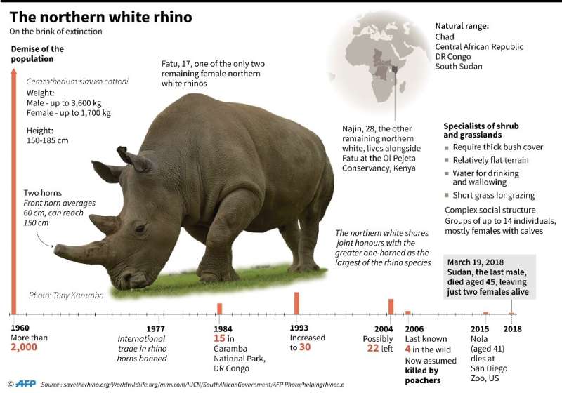 The northern white rhino is on the brink of extinction