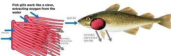 Theory explains biological reasons that force fish to move poleward