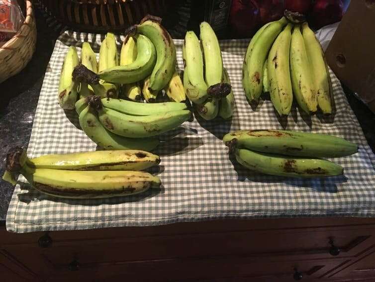 The quest to save the banana from extinction