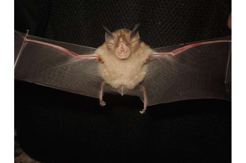 There are way more species of horseshoe bats than scientists thought