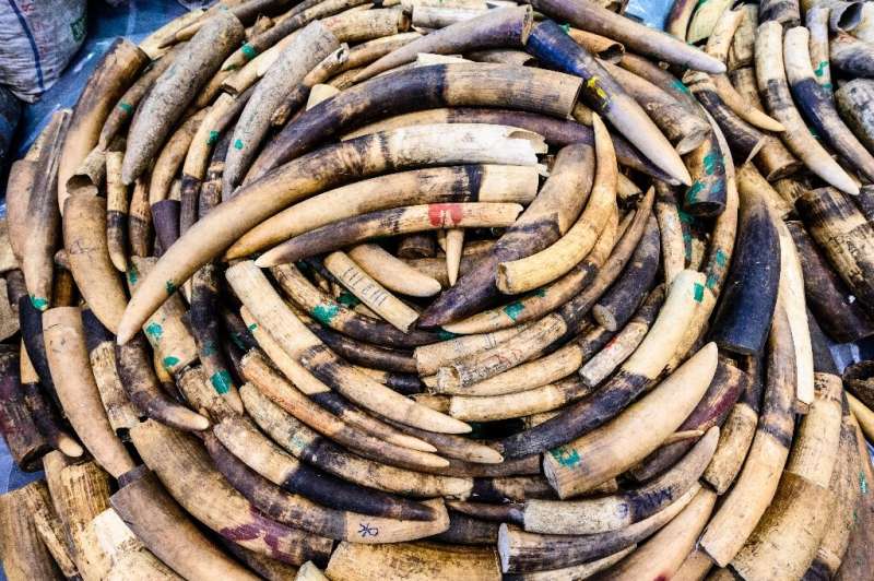 The smuggling and sale of ivory is a multi-billion-dollar industry