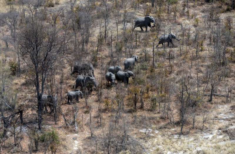 This aerial photograph shows elephants roaming in the plains of the Chobe district in the northern part of Botswana where offici