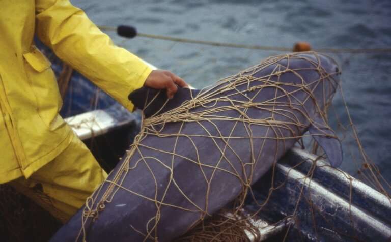 Šioje Pasaulio gamtos fondo (WWF) išleistoje dalomojoje nuotraukoje pavaizduota „Vaquita Marina“  (Phocoena sinus) matyt d