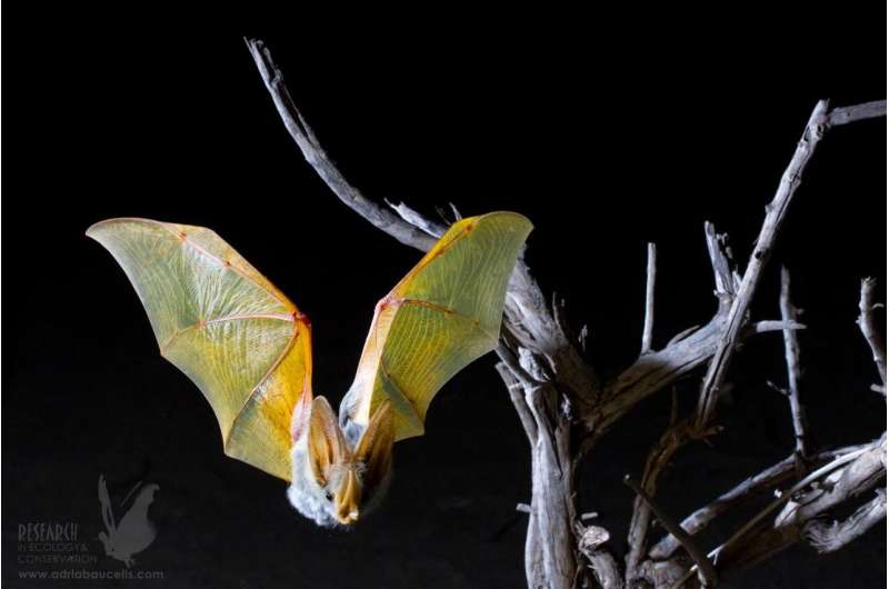 Tiny GPS backpacks uncover the secret life of desert bats