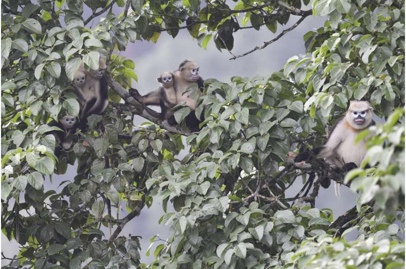 Tonkin snub-nosed monkey resurgence offers renewed hope for rare Vietnamese primate