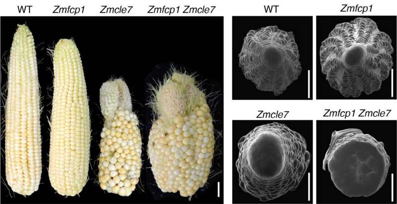 To protect stem cells, plants have diverse genetic backup plans