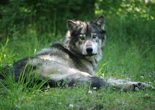 Tracking conflict and a migratory wolf