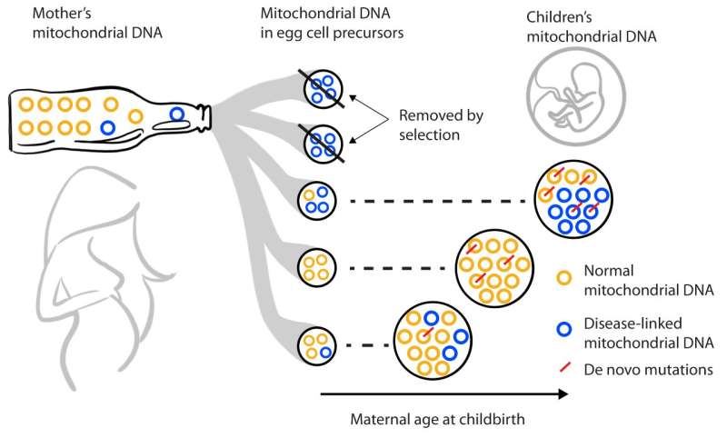 Tracking inheritance of human mitochondrial DNA