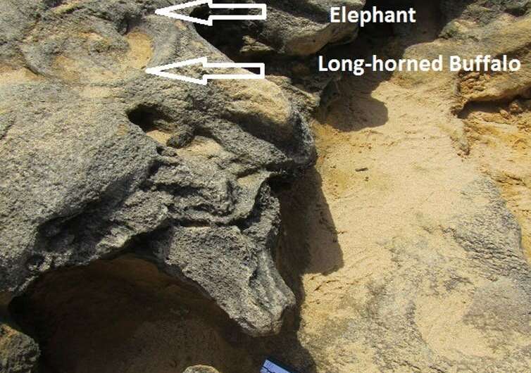 Tracks in rocks tell us where ancient animals roamed in southern Africa