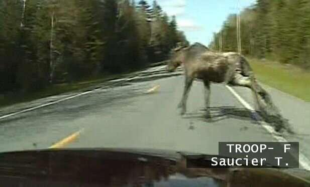 Traffic accidents involving moose are 13 times more likely to result in human death