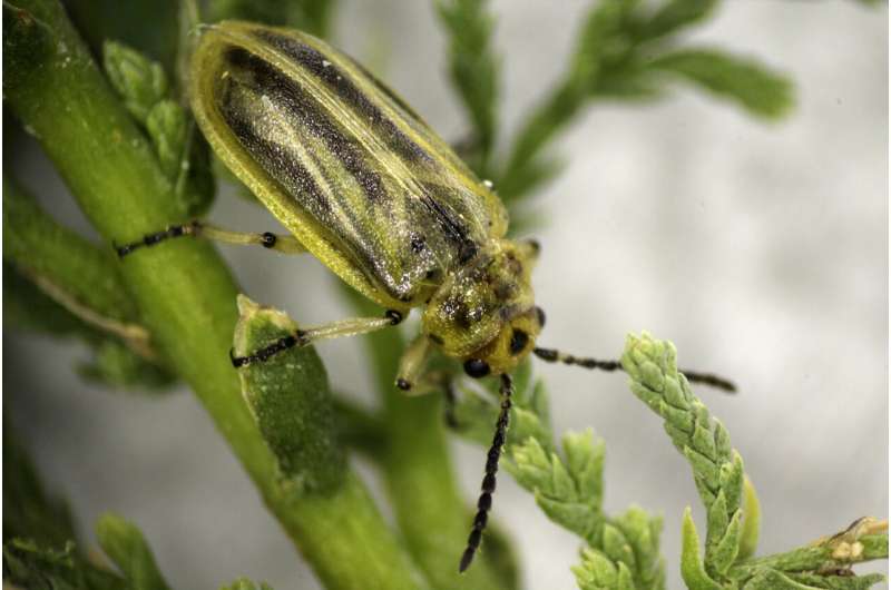 Tree-eating beetle gains ground in US West, raising concerns