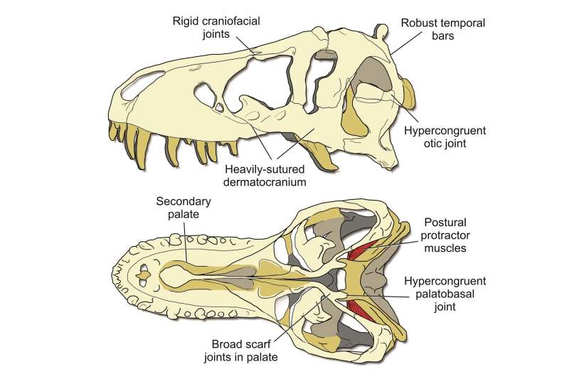 T. rex used a stiff skull to eat its prey