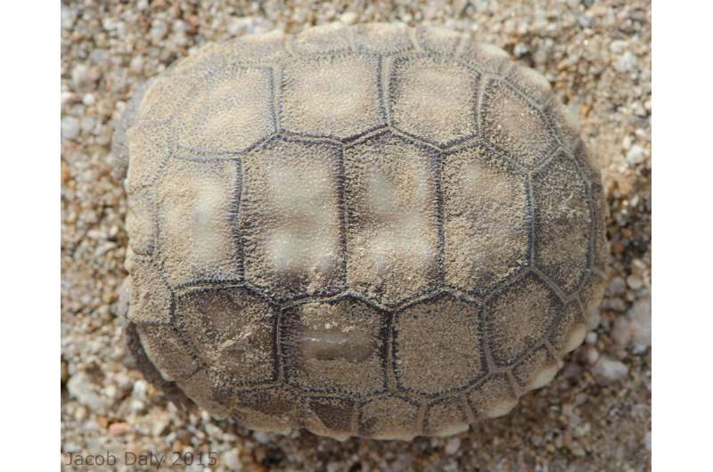 Tweaking the approach to save the desert tortoise