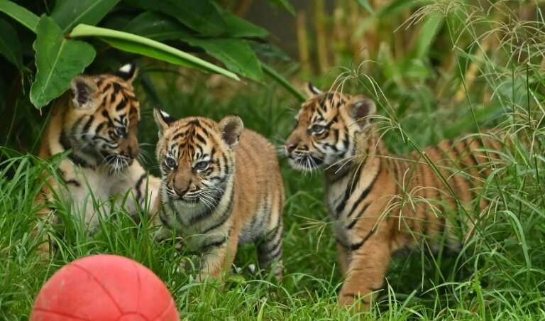 Two female cubs and their brother explored the outside environment for the first time at Sydney's Taronga Zoo