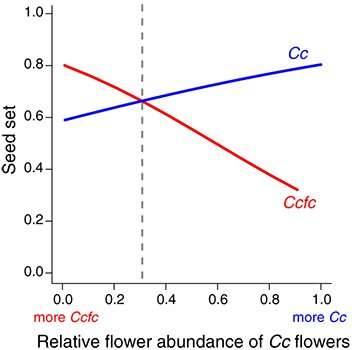Two flower species show that close relatives can coexist