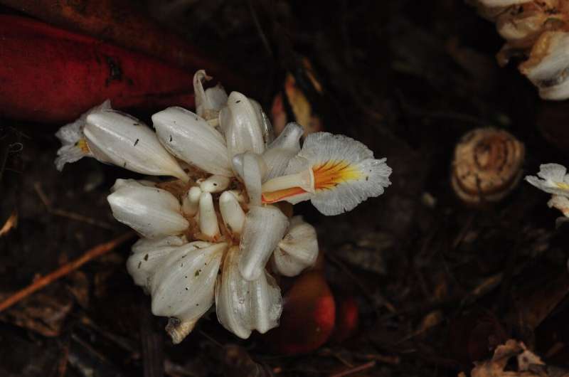 Two ginger species reported new to Myanmar