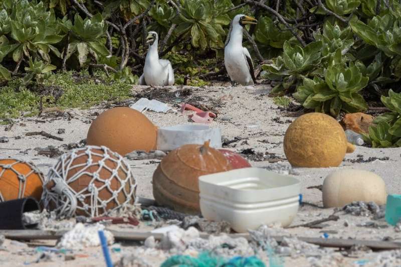 Two masked boobies walk among rubbish at the high-tide mark on Henderson Island
