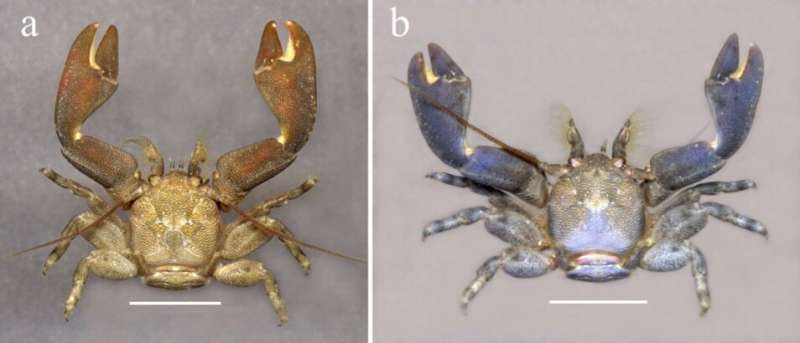 Two new porcelain crab species discovered