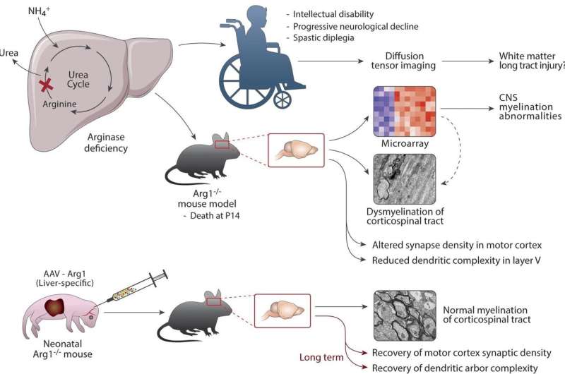 Two therapies cure rare genetic disease in mice