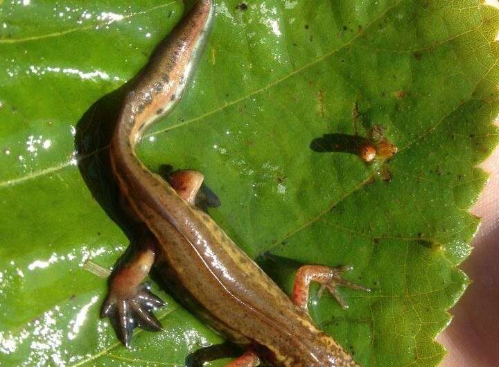 UK wild newt species free from flesh-eating fungus for now...