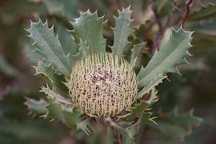 Undocumented plant extinctions are a big problem in Australia – here’s why they go unnoticed