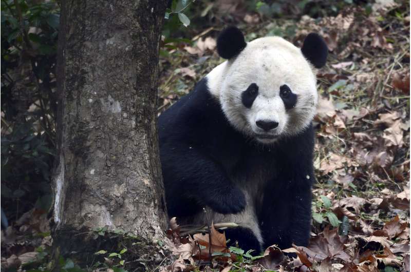 US-born Bei Bei settles into new home at Chinese panda base