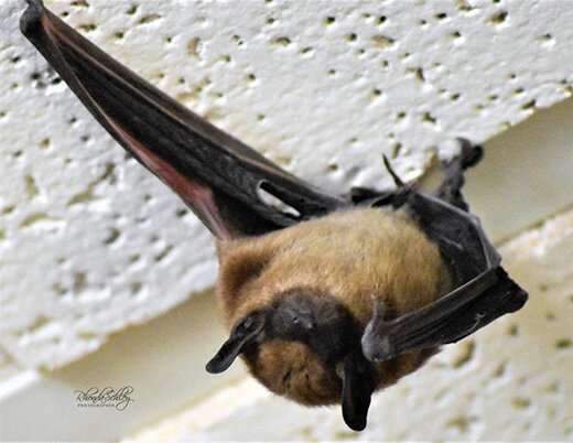 Veterinarian says bats can be problem for pets, humans this time of year