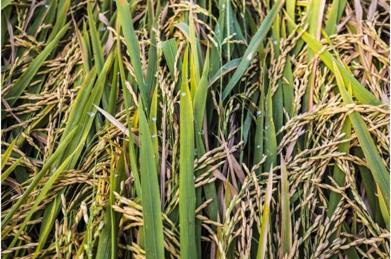 Las temperaturas más cálidas aumentarán los niveles de arsénico en el arroz, muestra un estudio