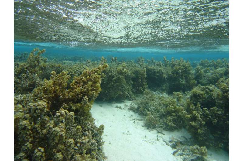 Warming impedes a coral defense, but hungry fish enhance it
