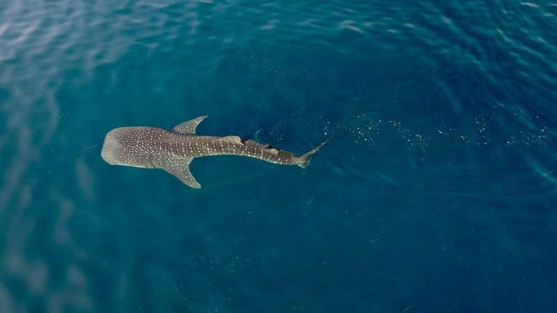 Whale shark hot spot offers new conservation insights