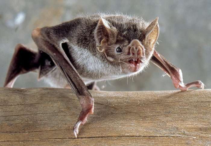 What a group of bizarre-looking bats can tell us about the evolution of mammals