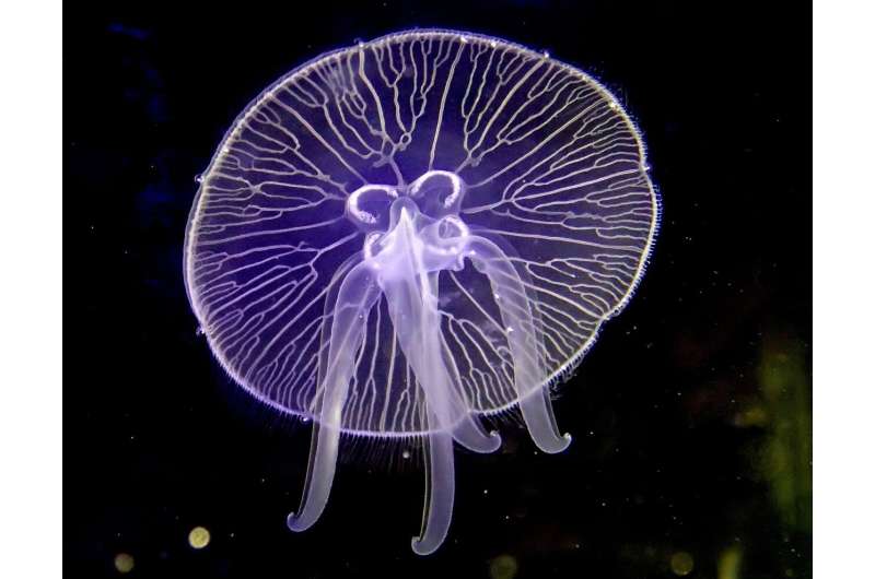 What makes a jellyfish?