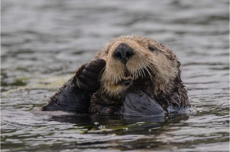 What's killing sea otters? Scientists pinpoint parasite strain