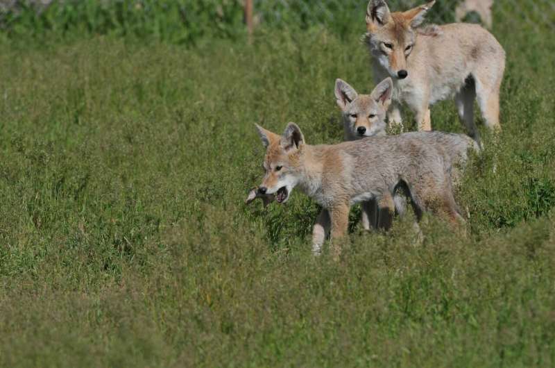 When coyote parents get used to humans, their offspring become bolder, too