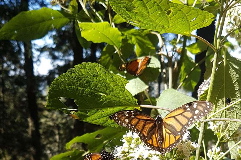 When it comes to monarchs, fall migration matters