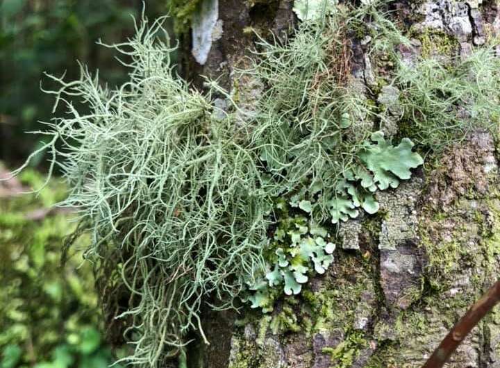 When the dinosaurs died, lichens thrived