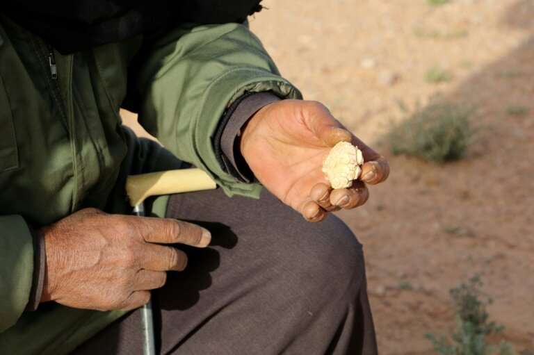White truffles are coveted as a delicacy in Libya nad abroad, especially in the Gulf countries