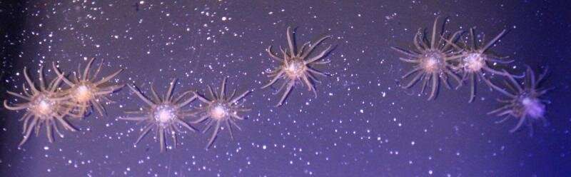 Who controls whom: Algae or sea anemone?