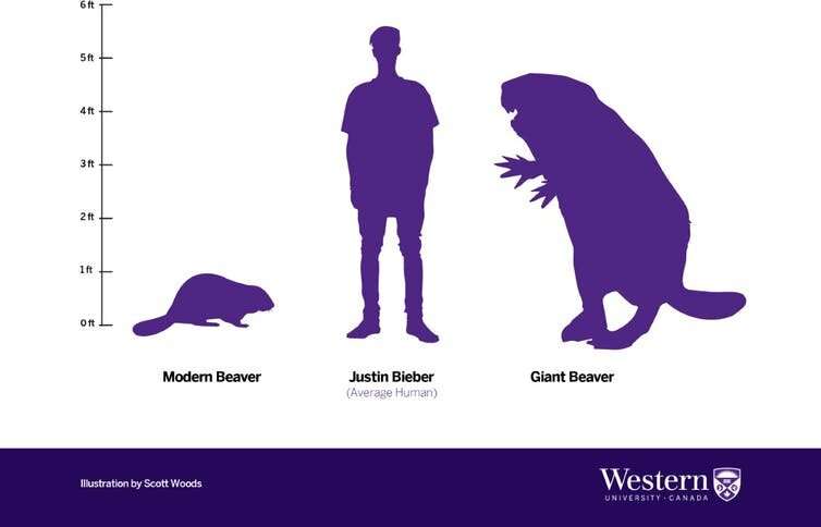 Why giant human-sized beavers died out 10,000 years ago