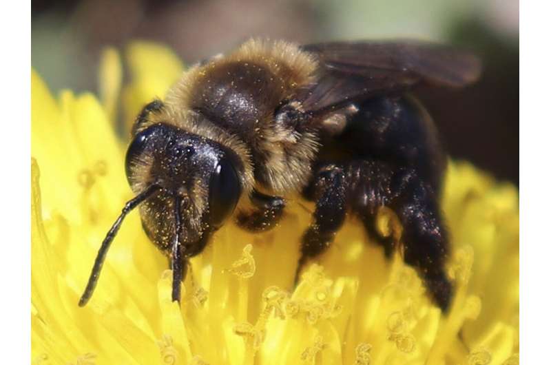 Wild bee species critical to pollination on the decline