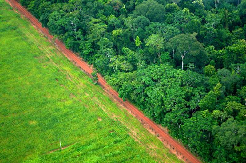 World's forests increasingly taking up more carbon