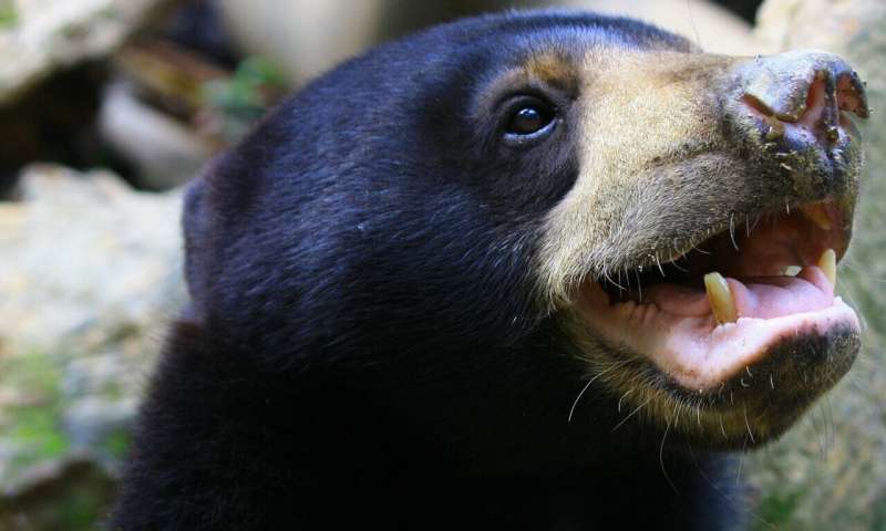 World's smallest bears' facial expressions throw doubt on human superiority