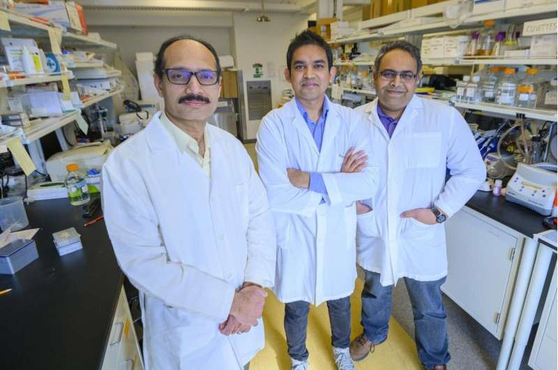 WSU study identifies potential new target for treatment of gout