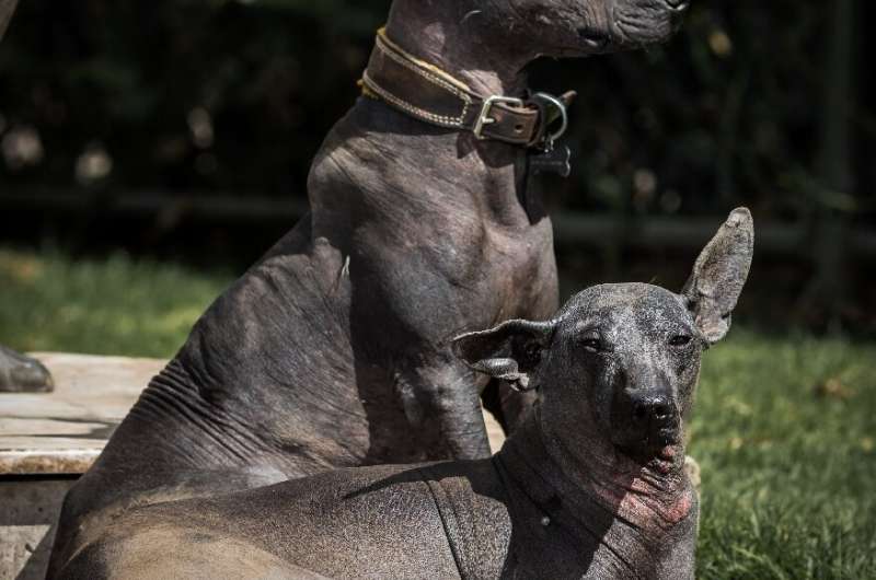 Xoloitzcuintles have gone in and out of style since the Spanish conquistadors arrived in Mexico in 1519 and toppled the Aztecs