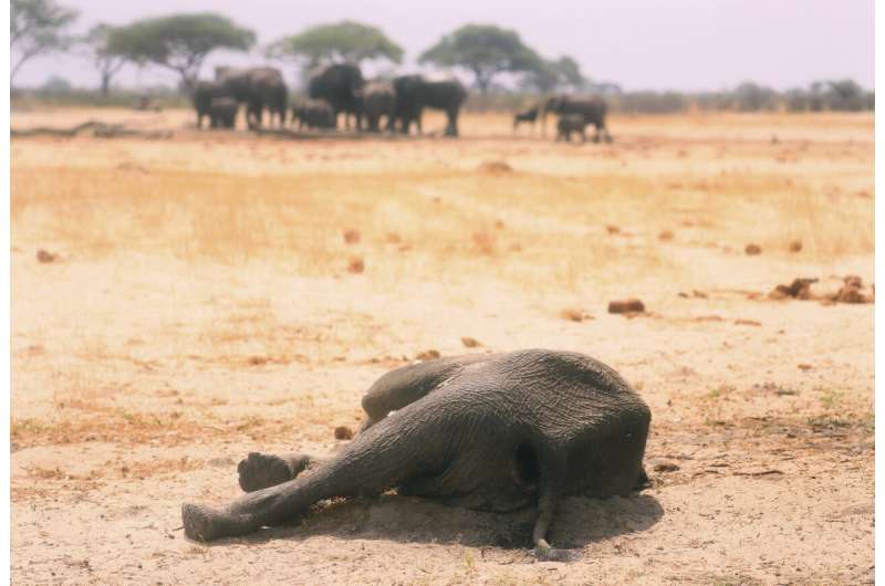 Zimbabwe says 200 elephants have now died amid drought