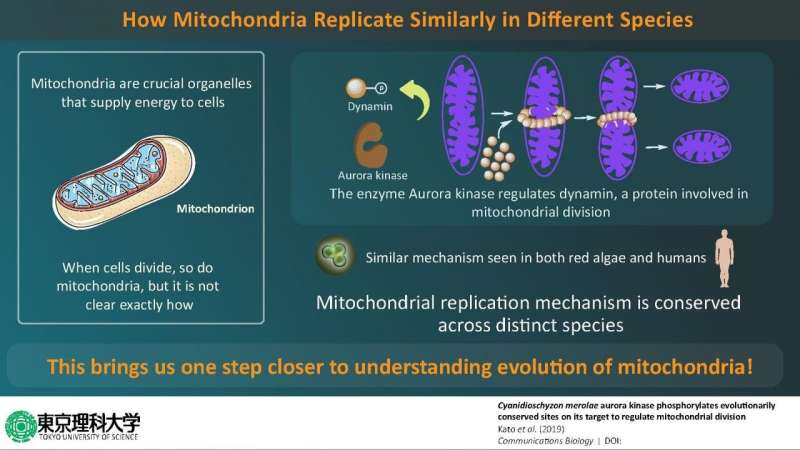 A step closer to understanding evolution -- mitochondrial division conserved across species
