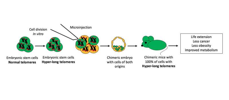 CNIO researchers obtain the first mice born with hyper-long telomeres