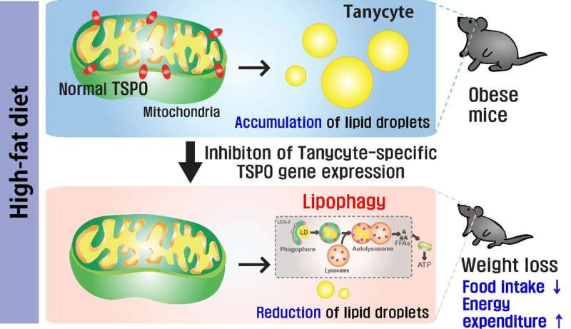 Discovery of tanycytic TSPO inhibition as a potential therapeutic target for obesity treatment